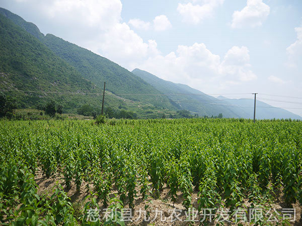 本地杜種苗（粘木苗）