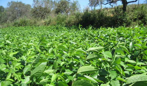 李景源:杜仲產(chǎn)業(yè)是富民強(qiáng)國(guó)的戰(zhàn)略新興產(chǎn)業(yè)