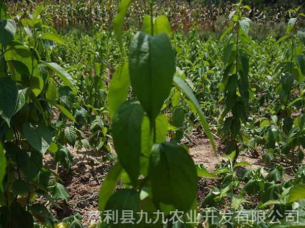 本地優(yōu)選2年苗(價(jià)格面議）