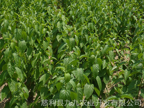 本地優(yōu)選2年苗(價(jià)格面議）