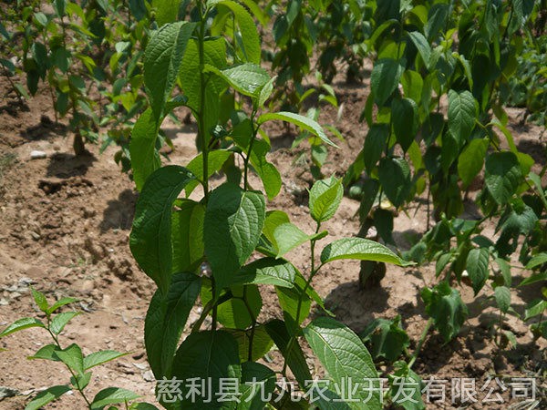 本地優(yōu)選1年苗（價(jià)格面議）