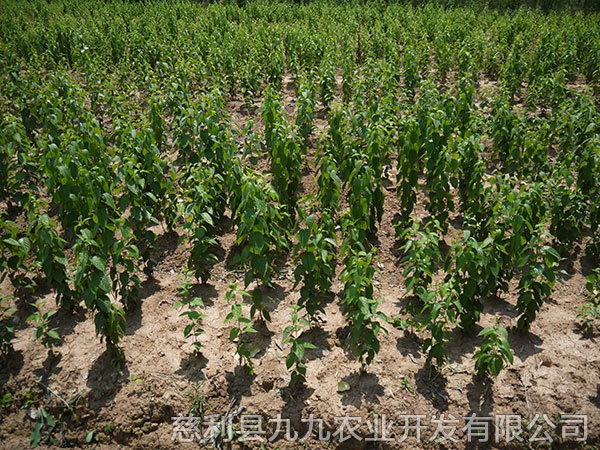 本地優(yōu)選1年苗（價(jià)格面議）