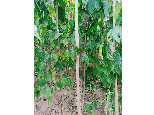 本地優(yōu)選3年苗（價(jià)格面議）