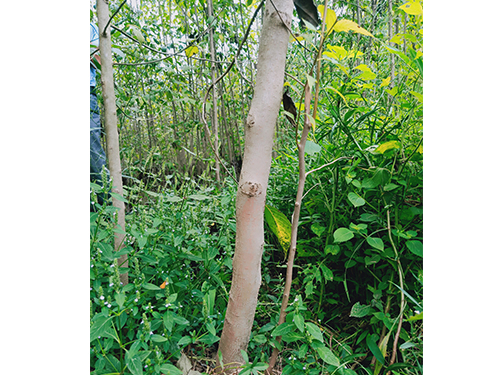 本地優(yōu)選3年苗(價(jià)格面議)