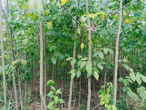 本地優(yōu)選3年苗(價(jià)格面議)